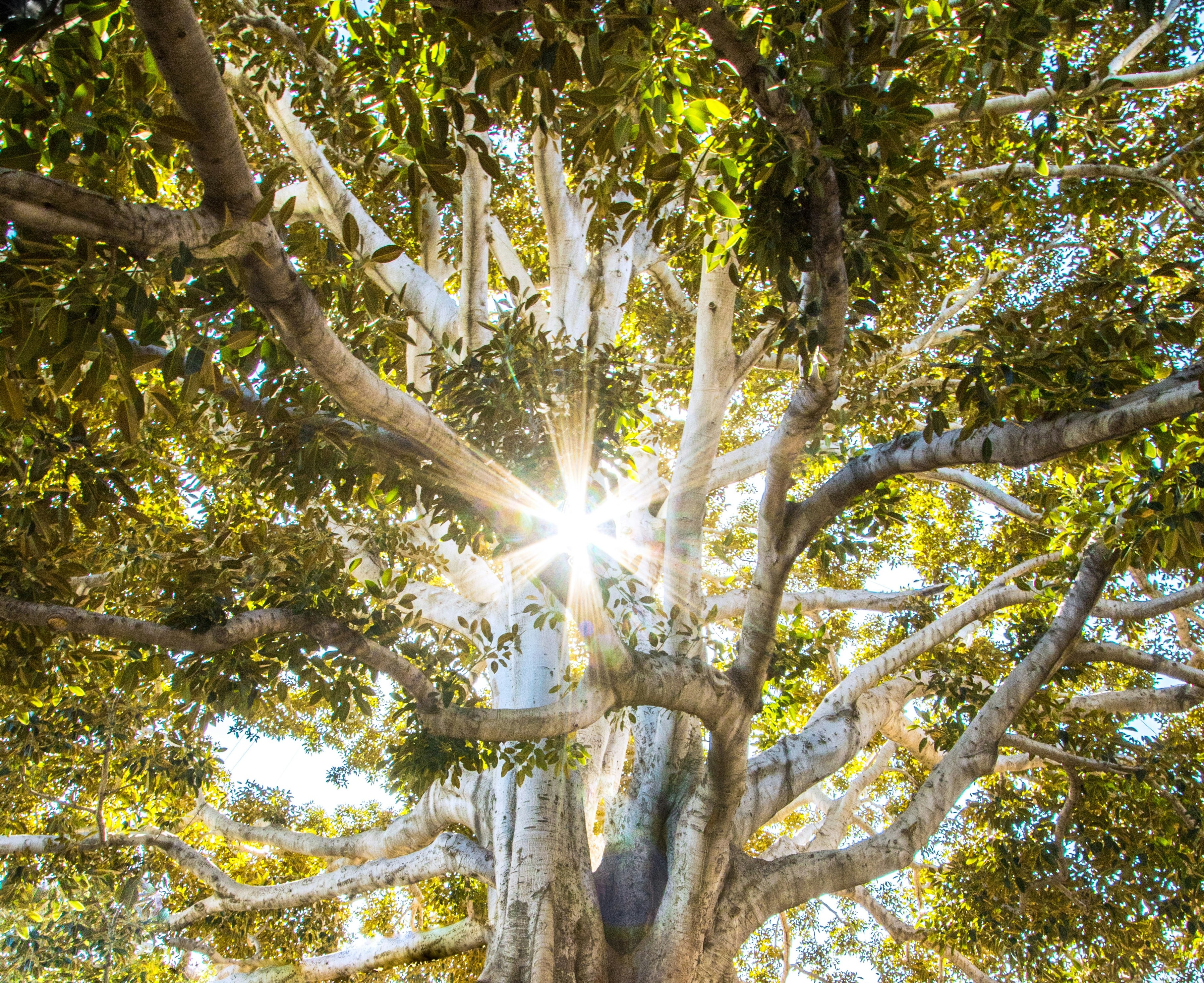Arbre avec un éclat lumineux au milieu des branches